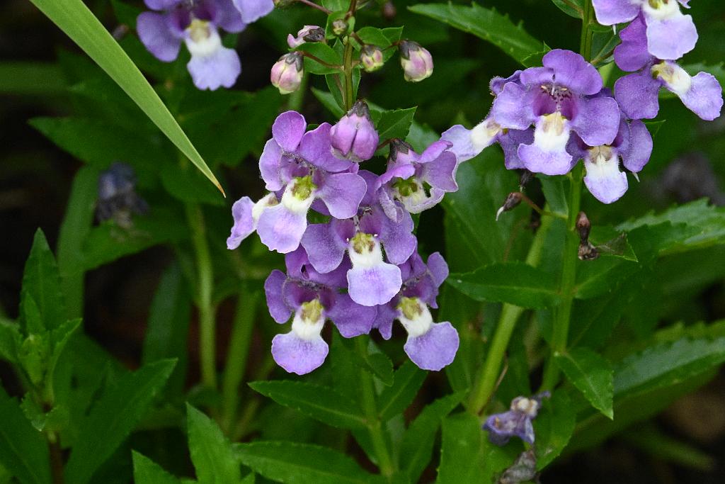2025-07119533 Tower Hill Botanic Garden, MA.JPG - Summer Snapdragon (Angelonia angustifolia). New England Botanic Garden at Tower Hill, MA, 7-11-2025